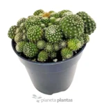 Rebutia Albiflora — vista laterale