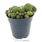 Rebutia Albiflora — vista dettaglio