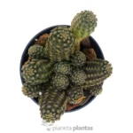 Rebutia Diersiana — foto principale