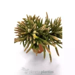 Rhipsalis baccifera — vista laterale