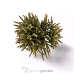 Rhipsalis baccifera