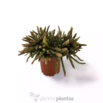 Rhipsalis Burchellii — altra vista