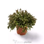 Rhipsalis Burchellii — foto principale