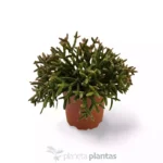 Rhipsalis Burchellii — vista dall'alto