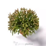Rhipsalis Burchellii — vista laterale