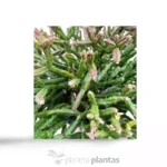 Rhipsalis Burchellii — vista dettaglio