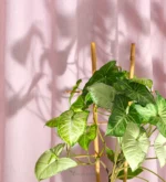 Syngonio Podophyllum — foto principale
