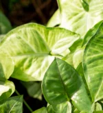 Syngonio Podophyllum — vista dettaglio