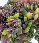 Salvinia Natans