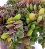 Salvinia Natans
