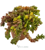 Salvinia Natans