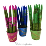 Sansevieria cilindrica colorata