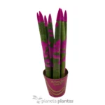 Sansevieria cilindrica colorata — vista dettaglio