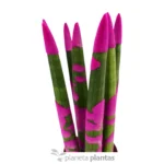 Sansevieria cilindrica colorata — vista laterale
