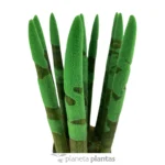 Sansevieria cilindrica colorata — foto principale