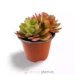 Sedeveria Letizia XL — foto principale