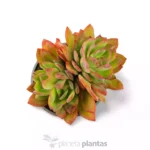 Sedeveria Letizia XL — vista laterale