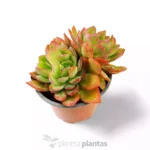 Sedeveria Letizia XL — vista dettaglio