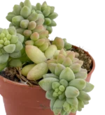Sedum Burrito