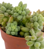 Sedum Burrito