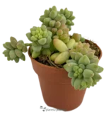 Sedum Burrito
