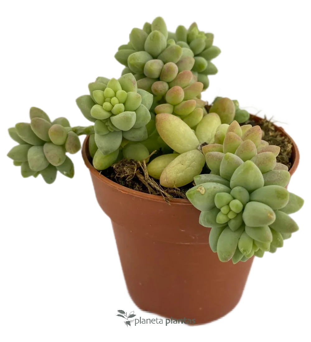 Sedum Burrito Sedum Burrito