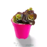 Sedum spurium Sangue di drago — foto principale