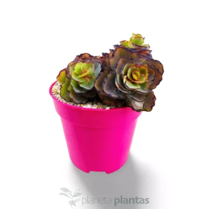 Sedum spurium Sangue di drago — foto principale