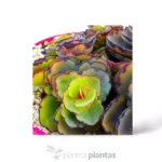 Sedum spurium Sangue di drago — vista dettaglio