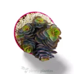 Sedum spurium Sangue di drago — vista laterale