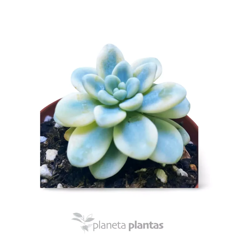 Sedum clavatum variegata — foto principale