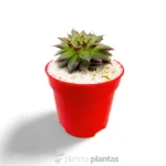 Sempervivum calcareum — foto principale