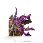 Senecio Articulatus Var — foto principale