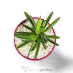 Senecio Crassissimus — foto principale