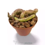 Senecio Pendolo