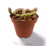 Senecio Pendolo — foto principale