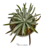 Senecio Scaposus