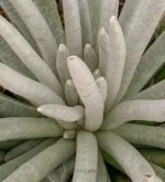 Senecio Scaposus