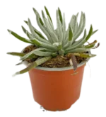 Senecio Scaposus