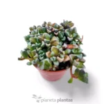 Sinocrassula Densirosulata — foto principale