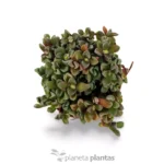 Sinocrassula Densirosulata — vista dettaglio