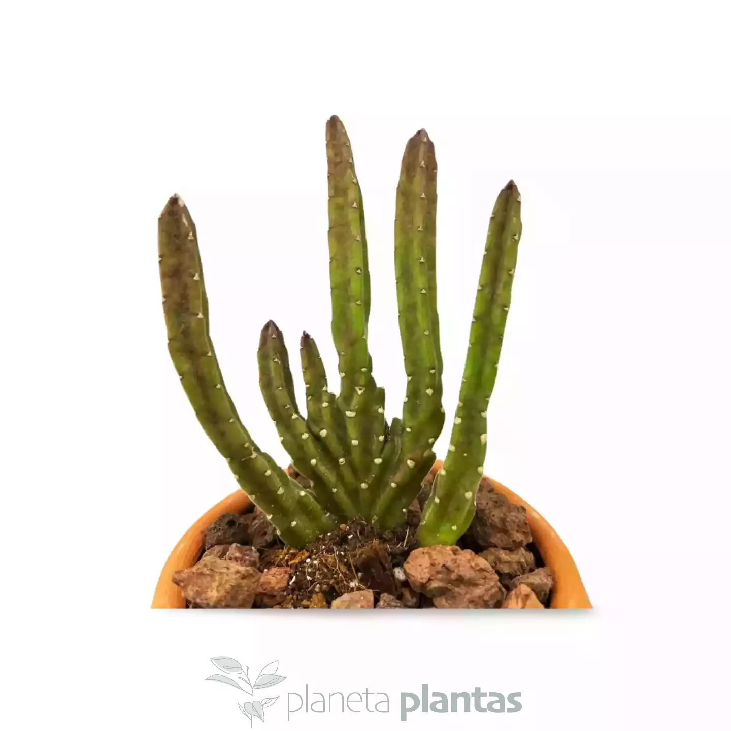 Stapelia leendertziae cristata-02 Stapelia Leendertziae Cristata — vista laterale