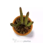 Stapelia Leendertziae Cristata — vista dettaglio