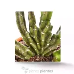 Stapelia Leendertziae Cristata — foto principale