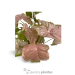 Cuore rosso di Syngonium — vista dettaglio