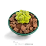 Thelocactus esaedroforo — vista dettaglio