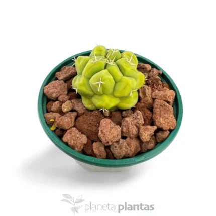 Thelocactus esaedroforo — vista dettaglio