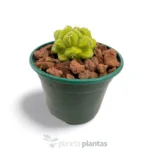 Thelocactus esaedroforo — vista laterale