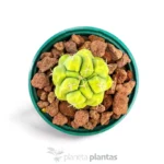 Thelocactus esaedroforo — foto principale