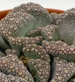 Titanopsis Calcarea